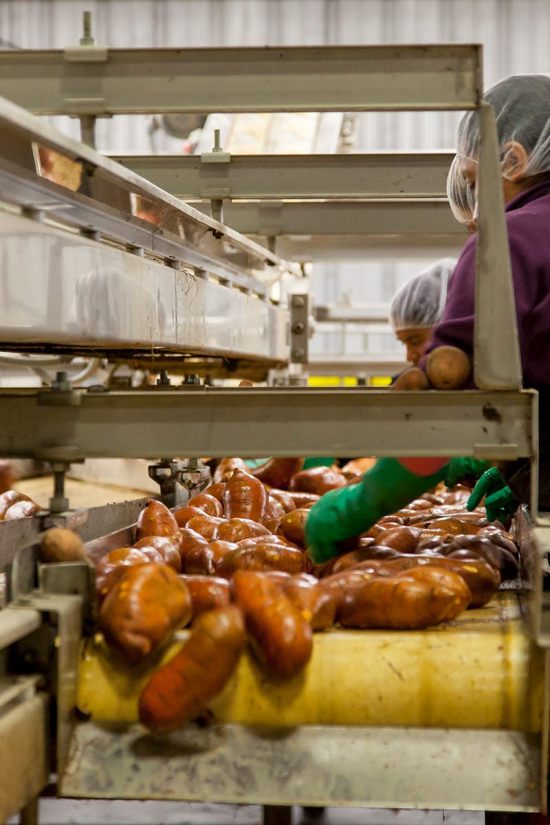Workers sorting sweet potatoes in an industrial setting on a conveyor belt.