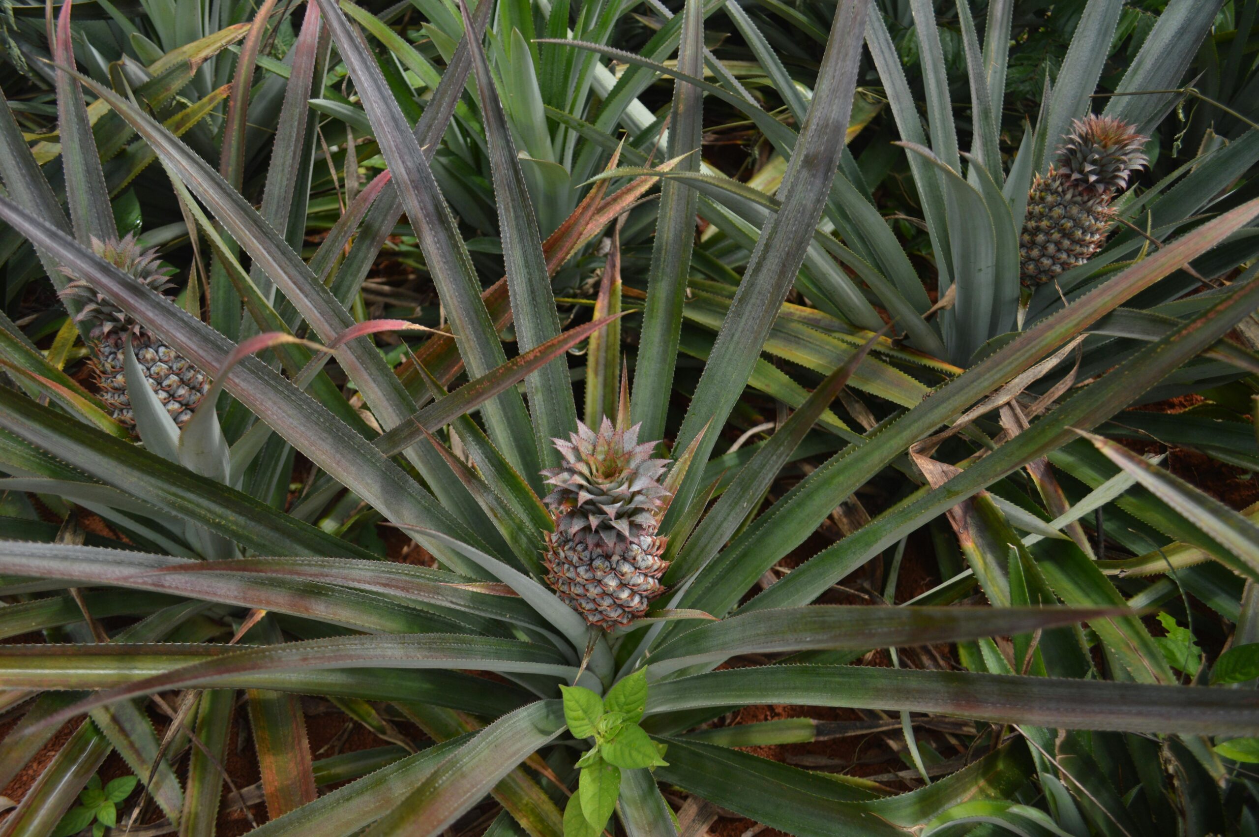 pexels valeria drozdova 2148646707 33357052